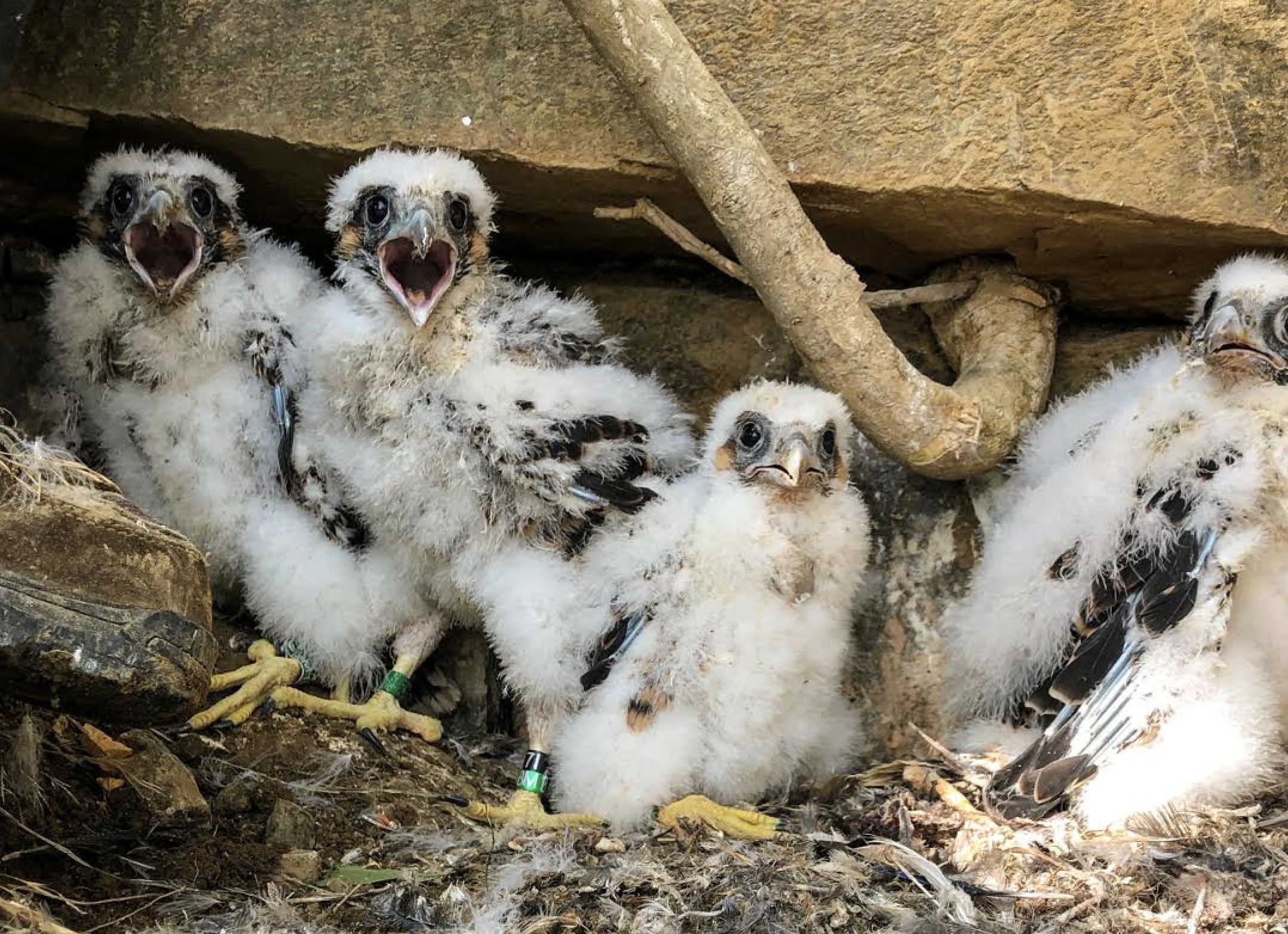 baby peregrine falcon in nest
