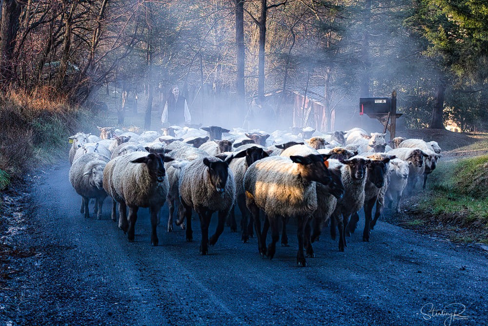 Annual sheep drive in Loudoun draws spectators The Burn