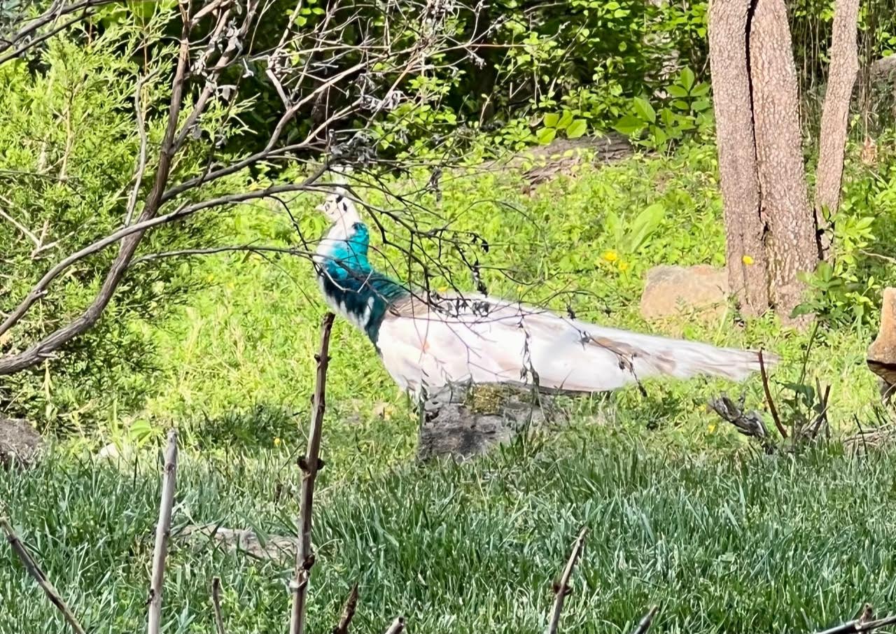 Pecock Sighting 🦚 : r/oakland